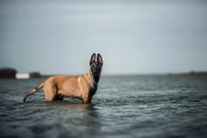 Quelle race de chien pour l'armée ?